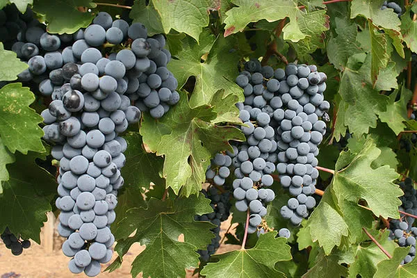cabernet-sauvignon-racimo
