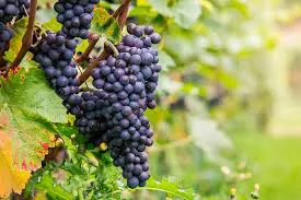 Pinot Noir
