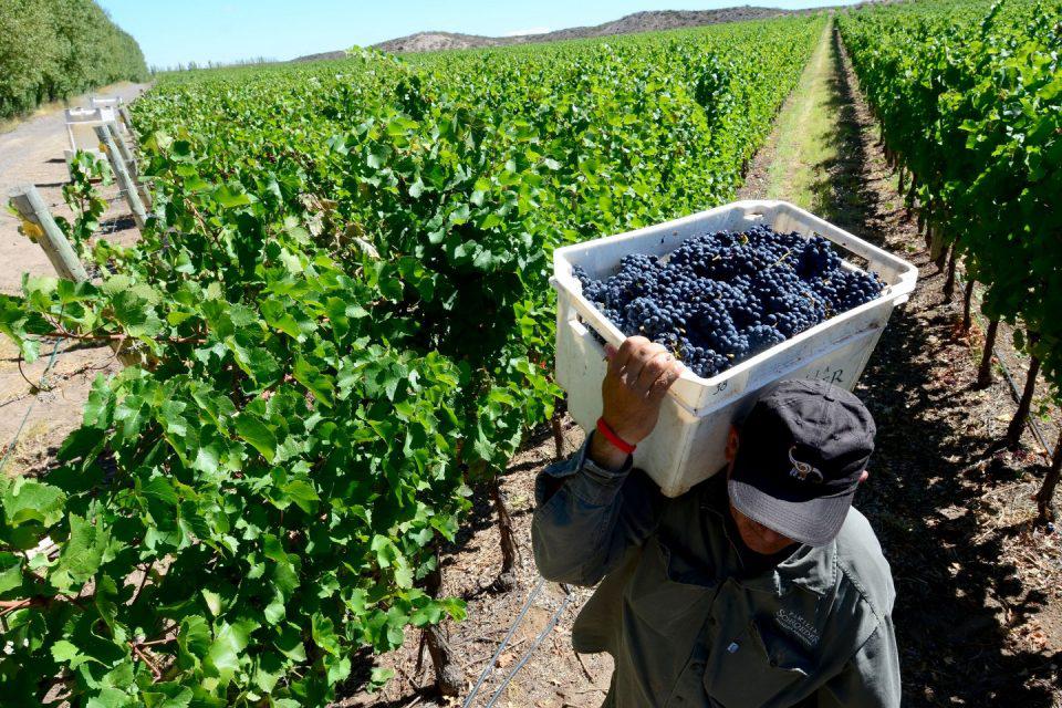 Capacitación Vino