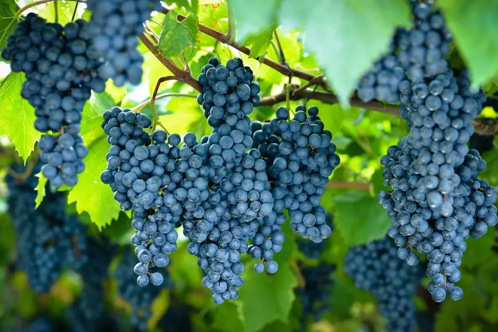 Syrah