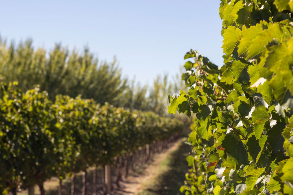 Bodega_Malma_Sel-vendimia-Diego-Tobares_02-960x640