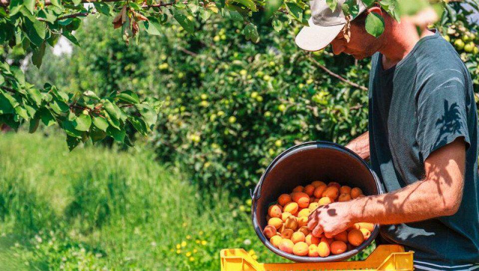 cosecha-frutas--medium-size