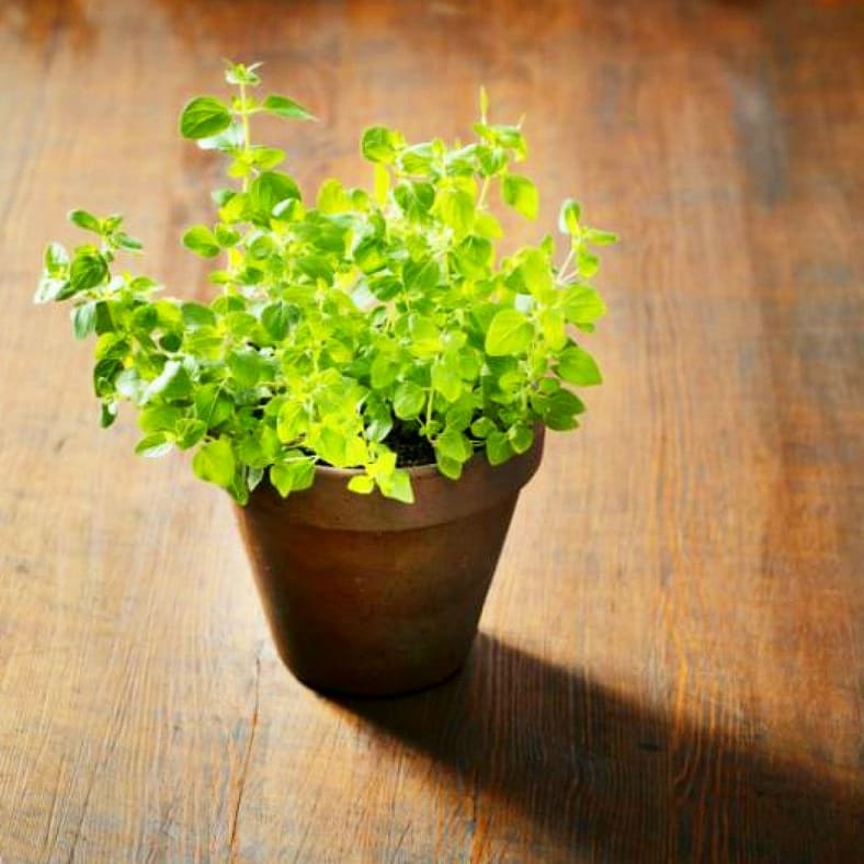 aromáticas 6