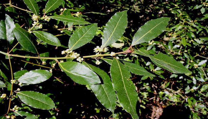 Laurel-2