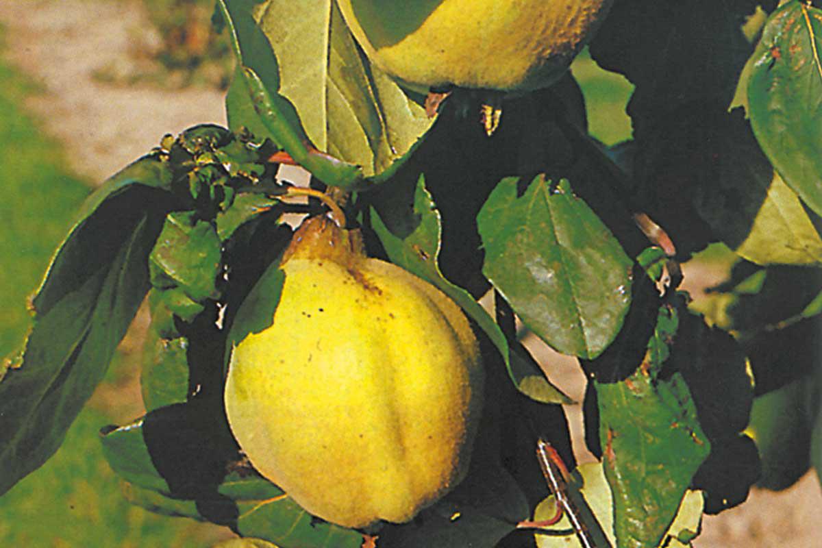 membrillo
