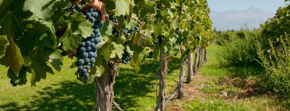 Pinot