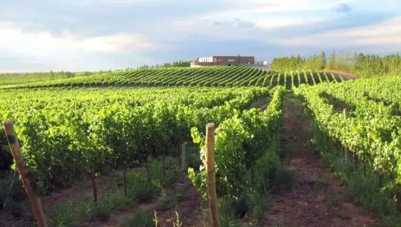 bodegas-rionegro-nqn