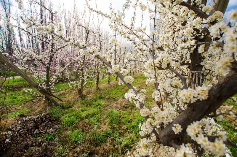 12028623_10153029962342046_8773739944947712207_o