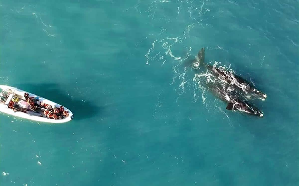 ballenas
