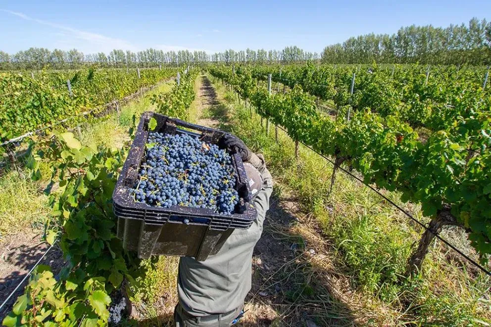 Pinot Neuquén