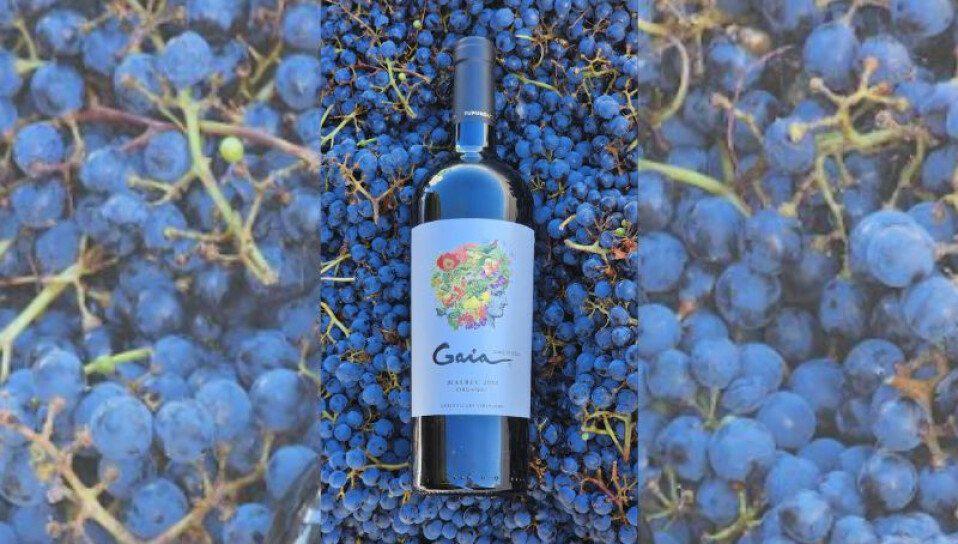 vino-gaia-infovino-medium-size