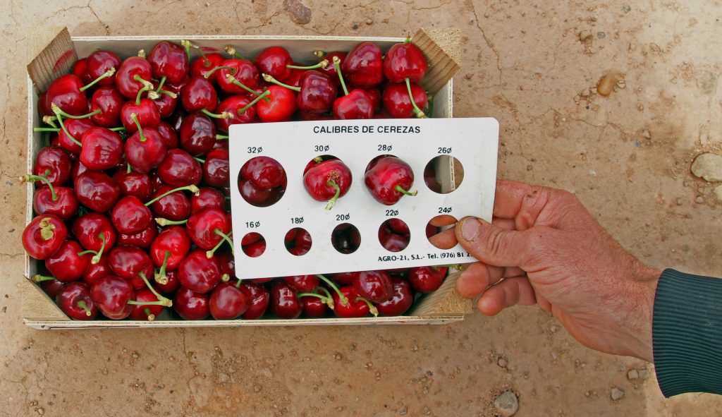 cerezas