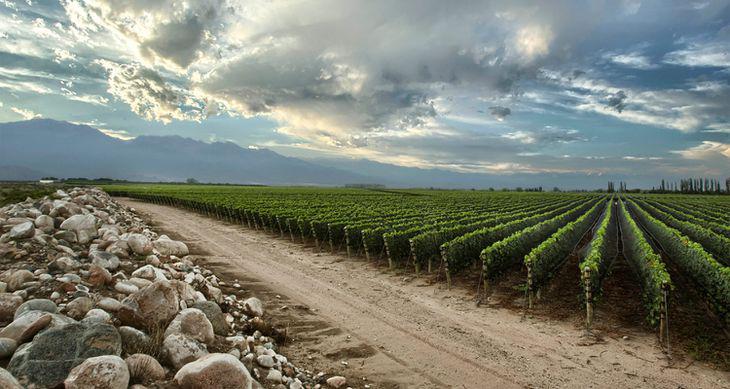 zuccardi2