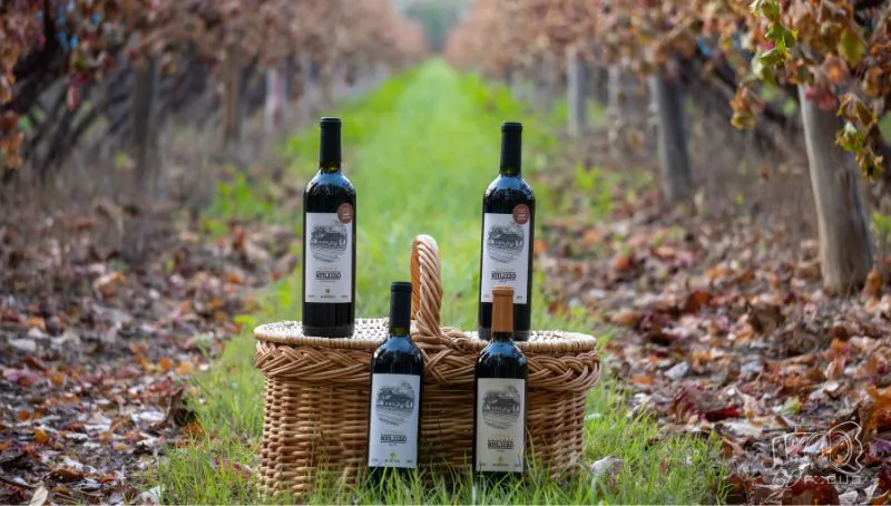 Bodega y viñedos moschini