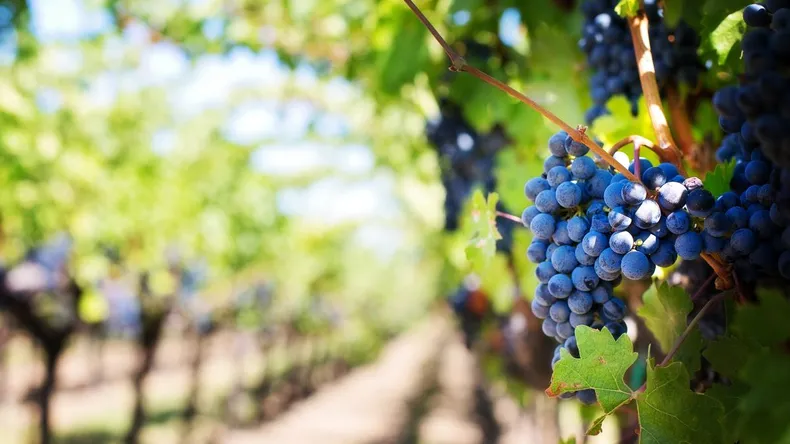 ruta-del-vino