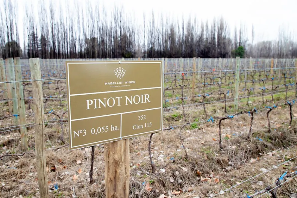 Pinot Noir Neuquino